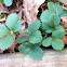 Strawberry Plants