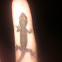 Indo-pacific Gecko