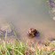 American Toad