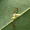 Ants & unknown pupa