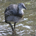 Pukeko (immature)