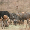 Common Ostrich (among Wilderbeast)