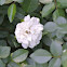 Green Ice miniature rose