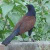 Indian Crow Pheasant