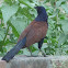 Indian Crow Pheasant