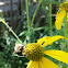 Green Headed Coneflower