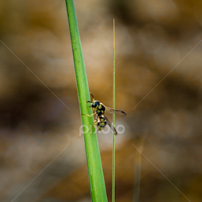 by Himanshu Maya - Nature Up Close Leaves & Grasses