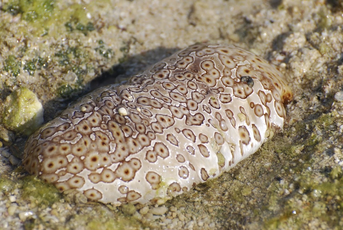 Ocellated Sea Cucumber