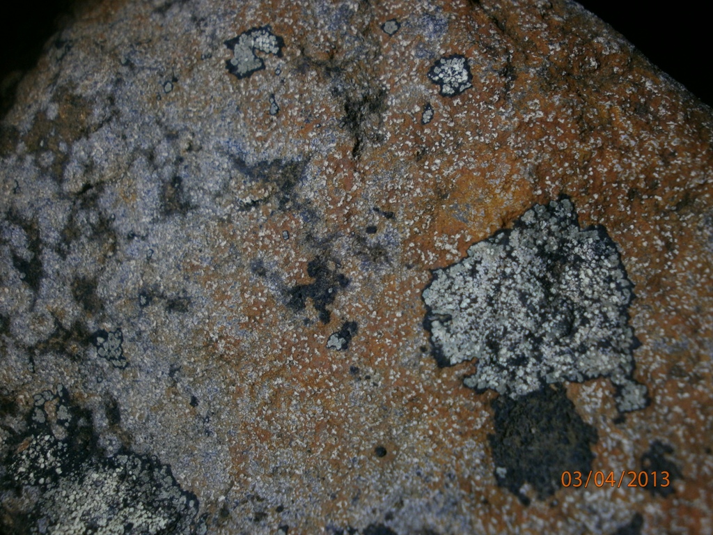 Map lichen?