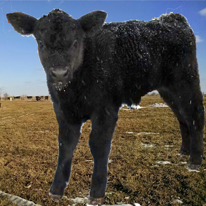 Calving Calculator Ad Free 2.5.2
