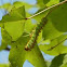Actias selene - 5th instar larva