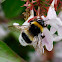 Abejorro Común / Buff-tailed Bumblebee