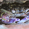 Purple Swift-footed Shore Crab