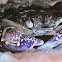 Purple Swift-footed Shore Crab