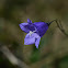 violet bellflower