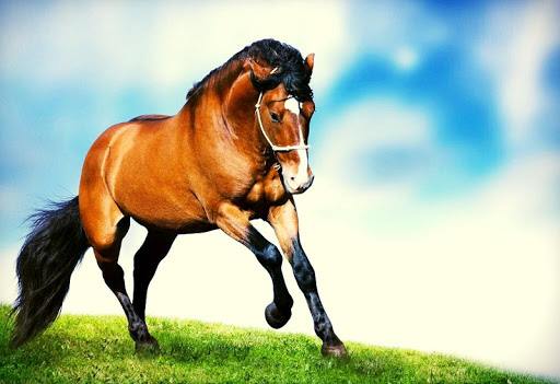 Horse Live Wallpaper