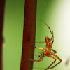 Money spider (male)