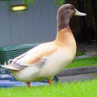 Buff Orpington Duck.
