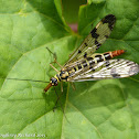 Scorpion fly