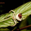 Crab Spider (Female and Male)
