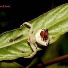 Crab Spider (Female and Male)