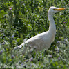 Cattle Egret; Garcilla Bueyera