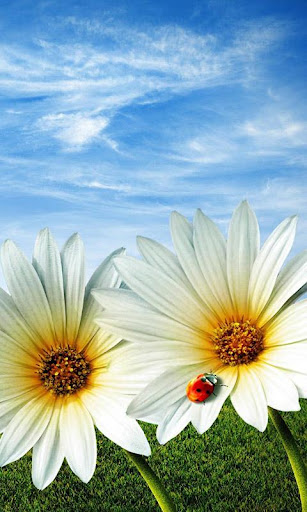 Fresh Flowers Live Wallpaper