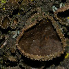 Toad Lichen