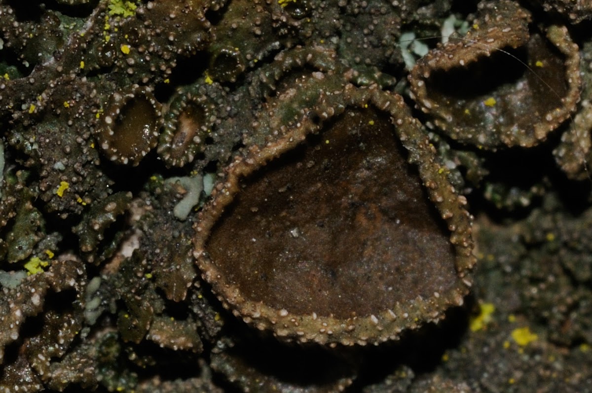 Toad Lichen