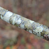 Crustose Lichens