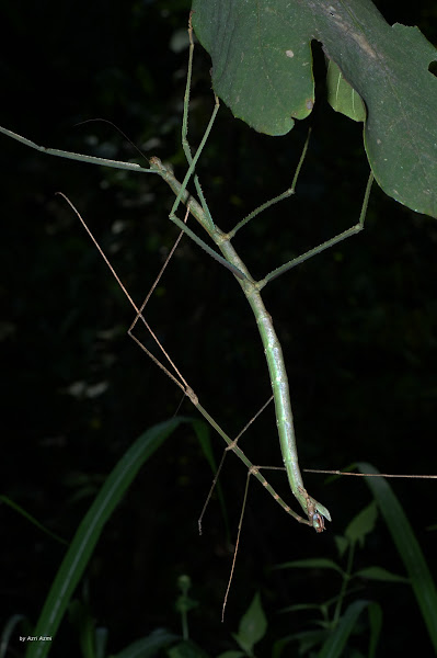 Chan's Megastick | Project Noah