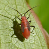 Plant bug (nymph)
