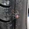 Wheel Bug (nymph)