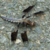 Common Whitetail dragonfly (immature male)