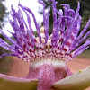 Wild Purple Passionflower