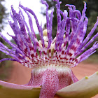 Wild Purple Passionflower