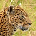 Masai Mara Safari Guide logo