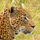 Masai Mara Safari Guide