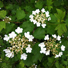 Gemeiner Schneeball or Guelder Rose