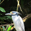 Yellow-crowned Night-heron