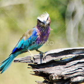 What u looking @ by Jenice Vd Berg - Animals Birds