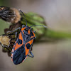 Milkweed Bug