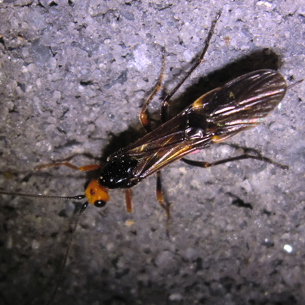 Pink flanked Brachonid wasp | Project Noah