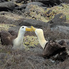 Waved albatrosses courting
