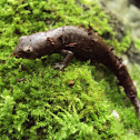 Coffee Grove Salamander