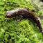Coffee Grove Salamander