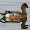 American Wigeon