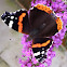 Red Admiral