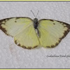 The Lemon Emigrant  Butterfly