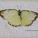 The Lemon Emigrant  Butterfly